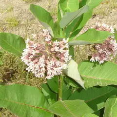 ASCLEPIAS syriaca