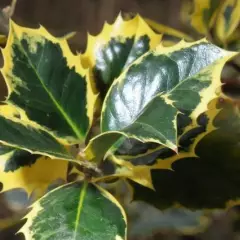 ILEX aquifolium 'Aureomarginata' - Houx 'Aureomarginata'