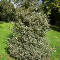 ILEX aquifolium 'Aureomarginata' - Houx 'Aureomarginata'