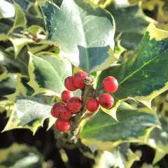 ILEX aquifolium 'Aureomarginata' - Houx 'Aureomarginata'