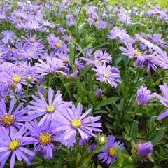 ASTER amellus 'Butzemann'