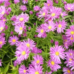 ASTER dumosus 'Tonga'