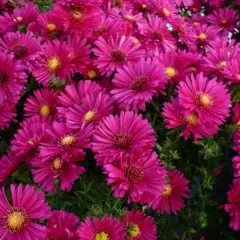 ASTER dumosus 'Tonga'