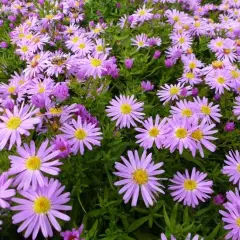 ASTER dumosus 'Gaia' - Aster naine 'Gaia'