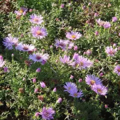 ASTER dumosus 'Gaia' - Aster naine 'Gaia'