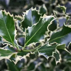 ILEX aquifolium 'Silver Queen' - Houx commun 'Silver Queen'