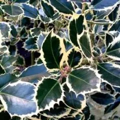 ILEX aquifolium 'Silver Queen' - Houx commun 'Silver Queen'