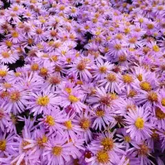 ASTER dumosus 'Rozika' - Aster naine 'Rozika'