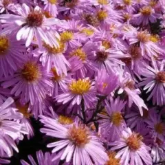 ASTER dumosus 'Rozika' - Aster naine 'Rozika'