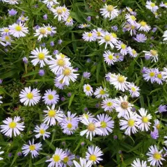 ASTER dumosus 'Zwergenhimmel' - Aster naine 'Zwergenhimmel'