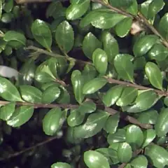 ILEX crenata 'Convexa' - Houx crenelé à feuilles convexes