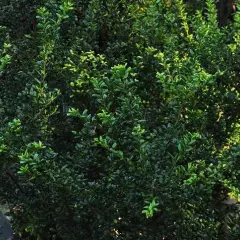 ILEX crenata 'Convexa' - Houx crenelé à feuilles convexes