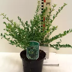 ILEX crenata 'Convexa' - Houx crenelé à feuilles convexes