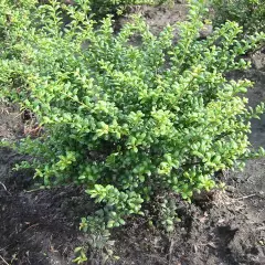 ILEX crenata 'Convexa' - Houx crenelé à feuilles convexes