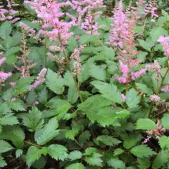 ASTILBE chinensis 'Veronica Klose' - Astilbe de Chine