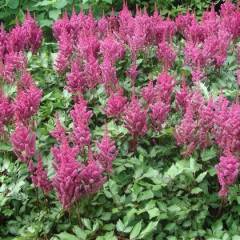 ASTILBE chinensis 'Vision in Pink'® - Astilbe de Chine