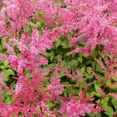 ASTILBE simplicifolia 'Bronze Elegans'