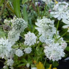 ASTRANTIA major 'Madeleine van Bennekom' - Grande Astrance