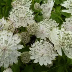 ASTRANTIA major 'Shaggy'