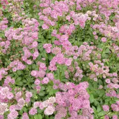 ASTRANTIA major 'Star of Beauty'®