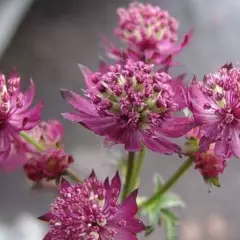 ASTRANTIA major 'Star of Beauty'®