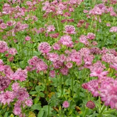 ASTRANTIA major 'Venice'® - Grande Astrance