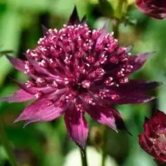 ASTRANTIA major 'Venice'® - Grande Astrance