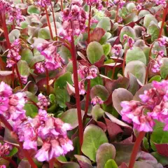 BERGENIA 'Ouverture' - Plante du Savetier