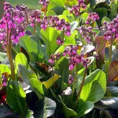 BERGENIA 'Wintermärchen'