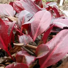 BERGENIA 'Wintermärchen'