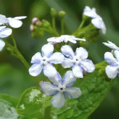 BRUNNERA macrophylla 'Jennifer' - Buglosse de Sibérie