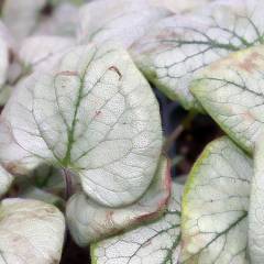 BRUNNERA macrophylla 'Looking Glass'® - Buglosse