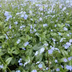 BRUNNERA macrophylla 'Silver Heart'® - Buglosse