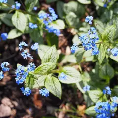 BRUNNERA macrophylla 'Silver Heart'® - Buglosse