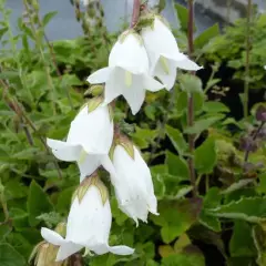 CAMPANULA alliariifolia - Campanule