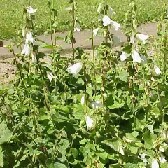 CAMPANULA alliariifolia - Campanule