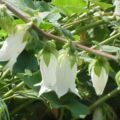 CAMPANULA alliariifolia - Campanule