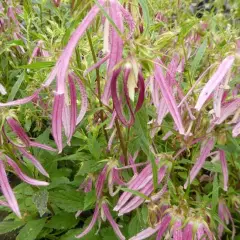 CAMPANULA 'Pink Octopus'® - Campanule