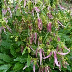 CAMPANULA 'Pink Octopus'® - Campanule