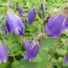 CAMPANULA 'Sarastro'