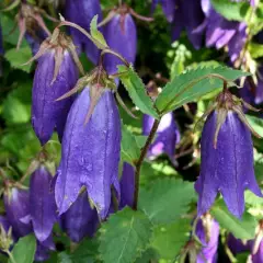 CAMPANULA 'Sarastro'