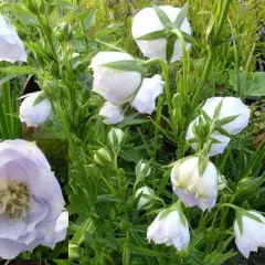 CAMPANULA persicifolia 'La Bello'®