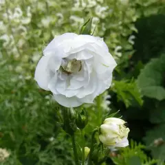 CAMPANULA persicifolia 'La Bello'®