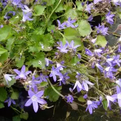 CAMPANULA poscharskyana 'Blauranke' - Campanule