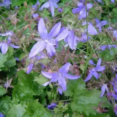 CAMPANULA poscharskyana 'Blauranke' - Campanule