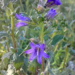 CAMPANULA trachelium - Campanule gantelée