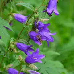 CAMPANULA trachelium - Campanule
