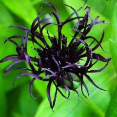 CENTAUREA montana 'Black Sprite'® - Centaurée