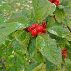 ILEX verticillata - Houx verticillé