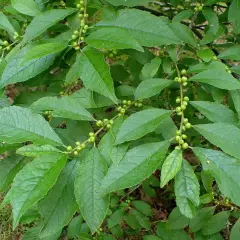 ILEX verticillata - Houx verticillé